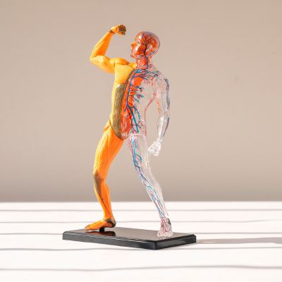 plastic model of a human body with the circulatory system highlighted to help patients understand vascular surgery
